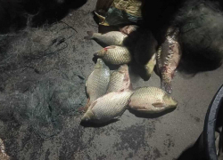 Банда тамбовчан украла больше 30 килограммов рыбы из липецкого пруда