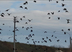 Хичкок по-тамбовски: скопление птиц у тамбовского мусорного полигона пугает автомобилистов