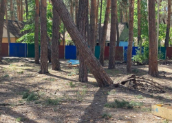 В тамбовском лагере «Ласточка» в Пригородном лесу начали вырубать сосны