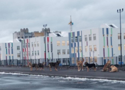 Власти Тамбова выделили средства на отлов собак возле новой школы в микрорайоне Телецентр 