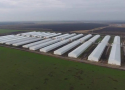 Россельхознадзор вновь выявил нарушения ветеринарных правил на Токарёвской птицефабрике