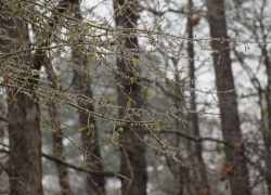Тамбовчан ждут тёплые и дождливые ноябрьские выходные