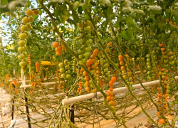 В Мичуринском районе запустили вторую очередь тепличного комплекса за 8,5 млрд рублей