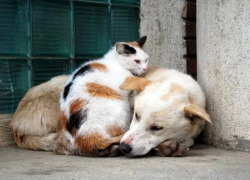 Для бездомных собак и кошек Тамбовской области введена льготная стерилизация 