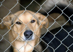 Власти Мучкапского района не заключили контракт на отлов бездомных животных
