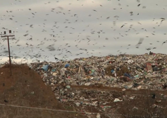 Сотрудница Росприроднадзора получила судимость за подделку акта проверки мусорного полигона «КомЭк»