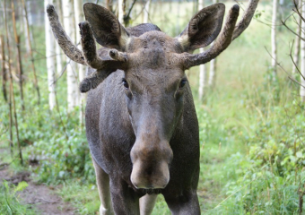 В Моршанске годовалая лосиха вышла в город