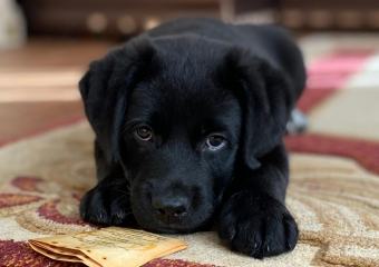 Опубликован график чипирования домашних животных в Тамбове 