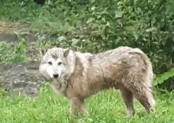 В региональном минэкологии полагают, что тамбовские волки в Ржаксинском округе — это собаки