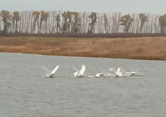 В Жердевский район прилетела стая белых лебедей