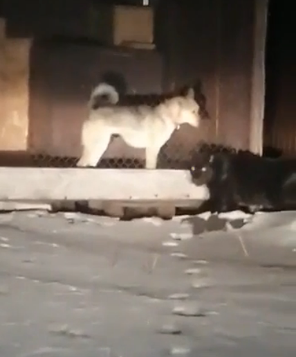 «Сбежавшая» на выходных в Тамбове пантера «нашлась» в Москве