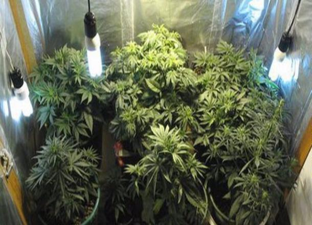 Тамбовчанин использовал гараж для выращивания марихуаны