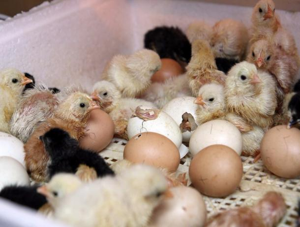 В Токаревском районе открыли инкубатор на 100 миллионов штук яиц в год