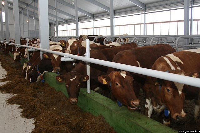 В Тамбовской области выросло производство молока