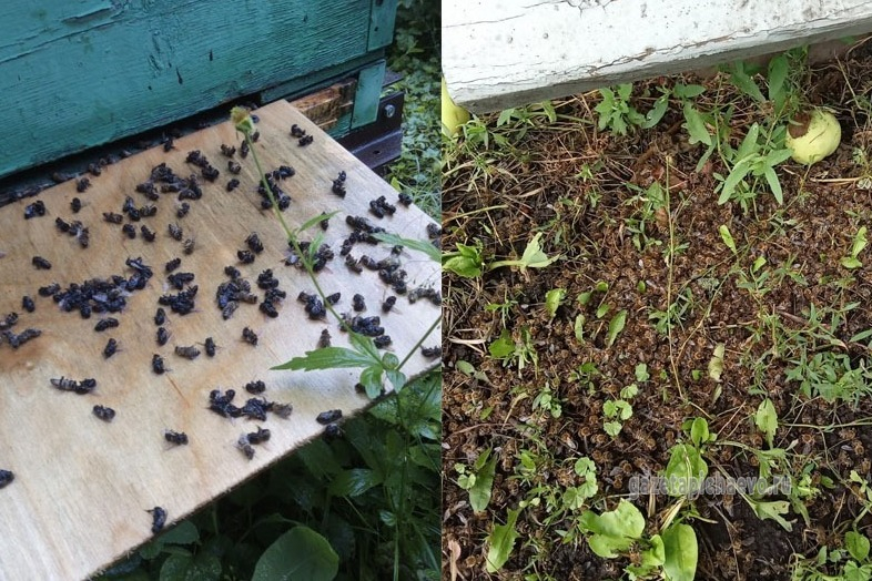 Тамбовские пасечники снова жалуются на массовую гибель пчёл из-за агрессивной обработки полей