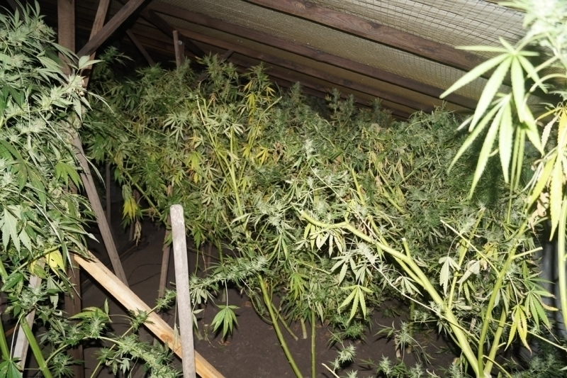 Моршанский «аграрий» выращивал марихуану в промышленных масштабах