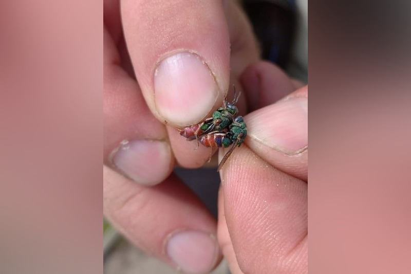 В Воронинском заповеднике обнаружили новое насекомое из Красной Книги