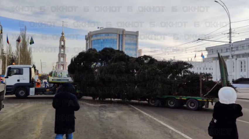 В Тамбов привезли 17-метровую ёлку из Моршанского района