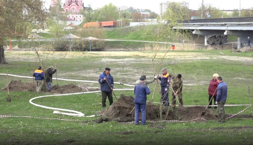 Тамбовские пляжи засаживают ивами