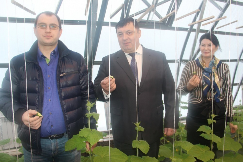 Первый урожай огурцов у фермеров Бондарского района созрел под Новый год