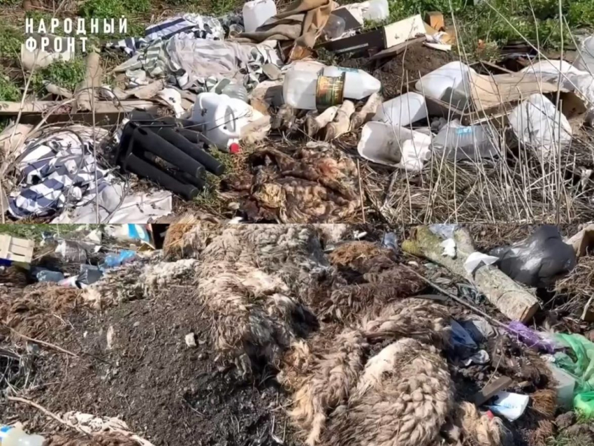 В двух населённых пунктах Тамбовской области обнаружены свалки с останками животных 