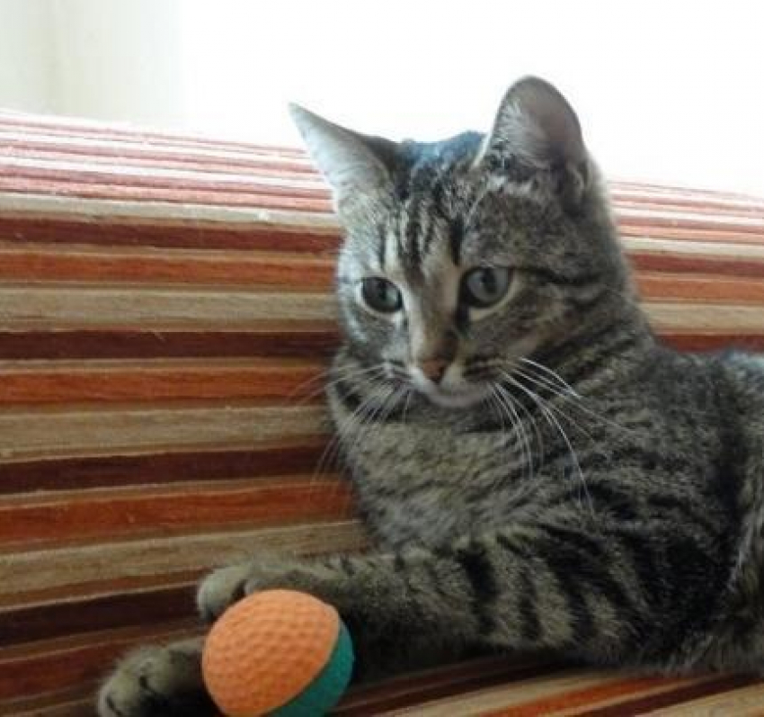 Приютите котенка: в тамбовских пабликах набирает обороты новая афера