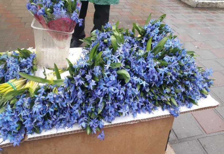 Сегодня их день. На территории Тамбовской области можно встретить редкие виды подснежников 