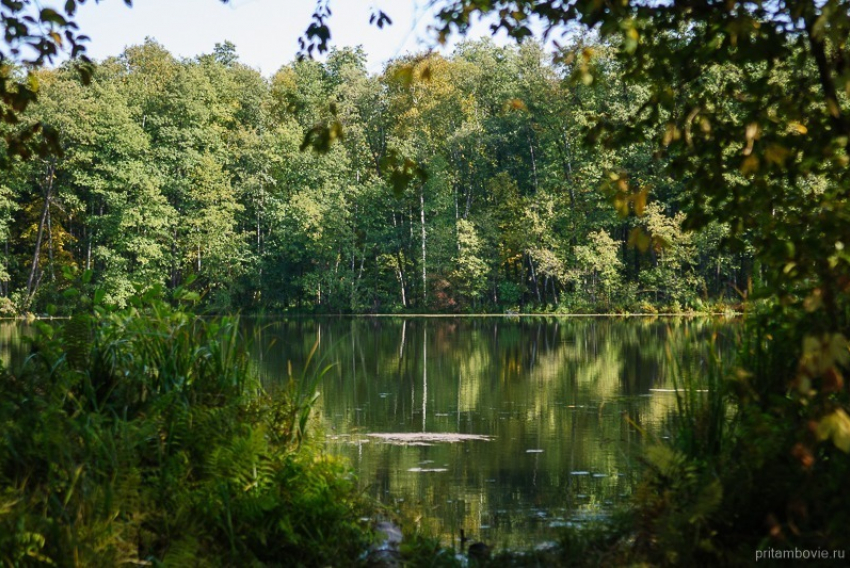 Тамбовскую экотропу к Святовскому озеру презентуют лесным забегом
