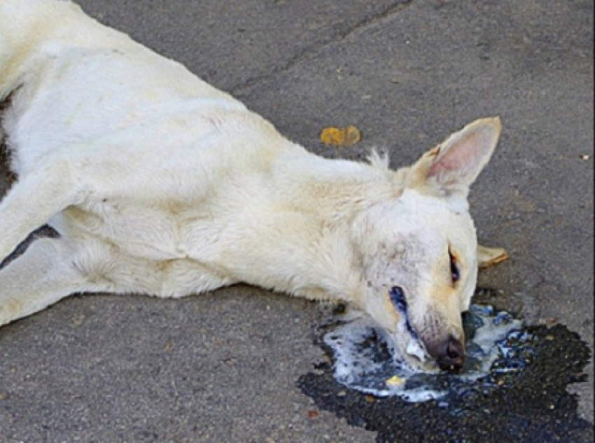 Бешенство добралось до Сосновского района