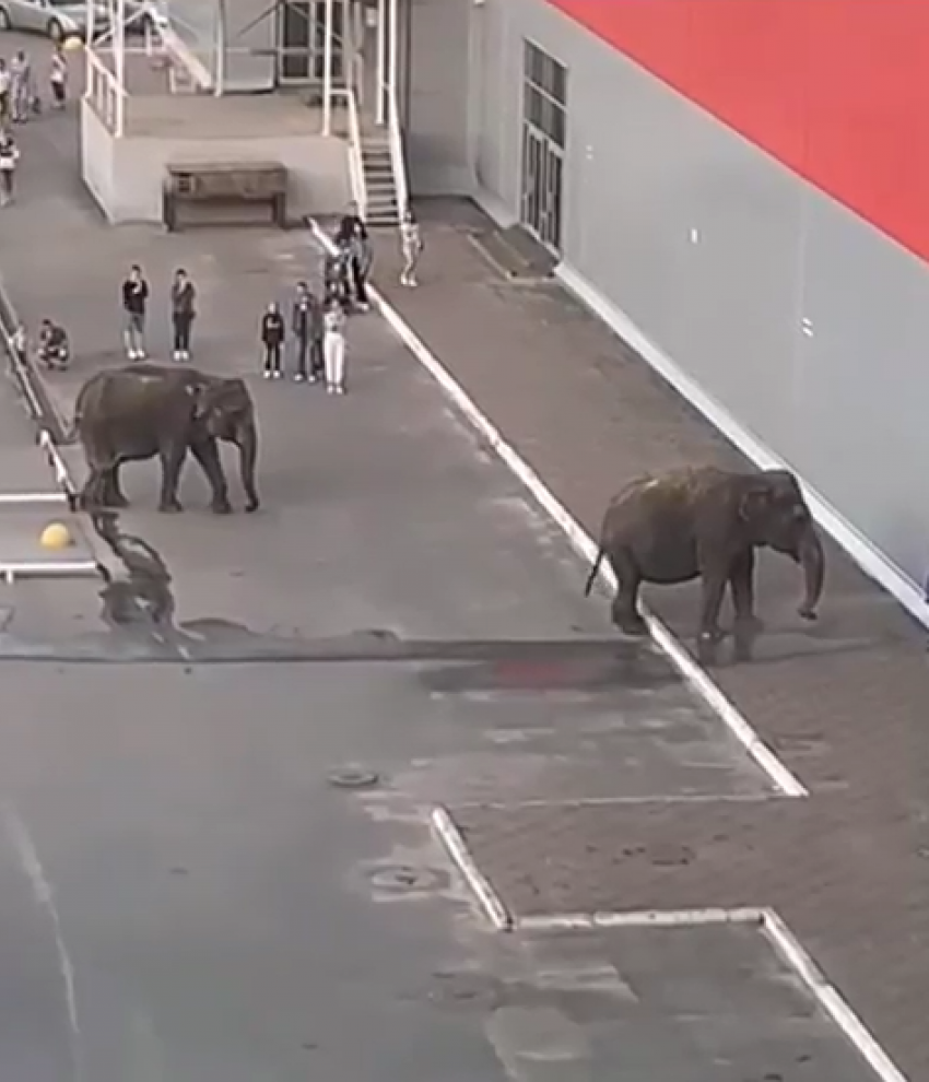 Тамбовчане пожаловались на слонов, гуляющих возле гипермаркета в центре города