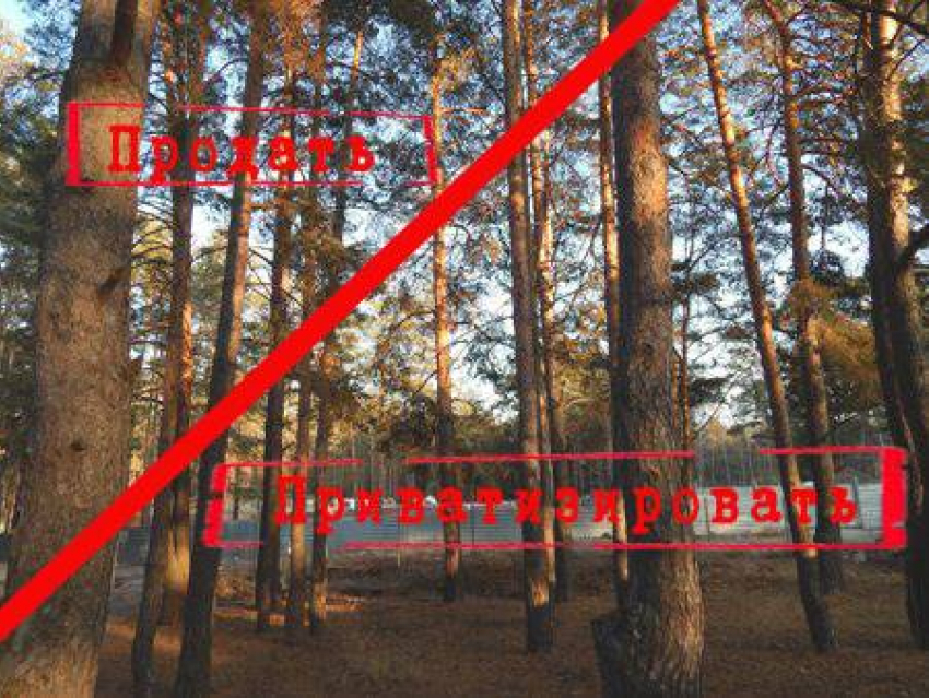 Горадминистрация пытается «отменить» разрешение на строительство в Пригородном лесу