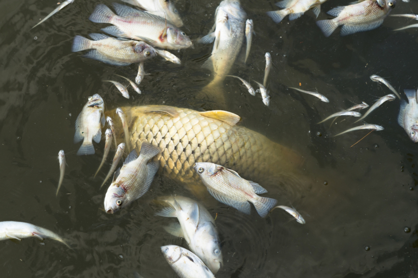 Рыба в кирсановских водоёмах могла погибнуть из-за жары
