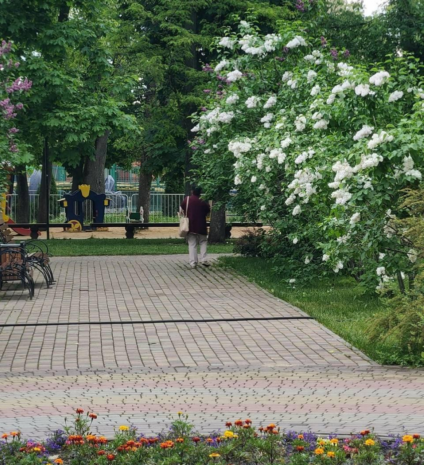 Тамбовчане продолжают воровать цветы и кустарники с городских клумб 