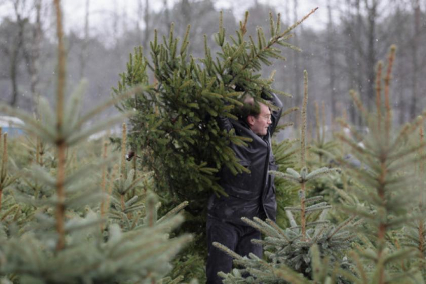 К подготовке праздников в новогодней столице России подключились и лесоводы области
