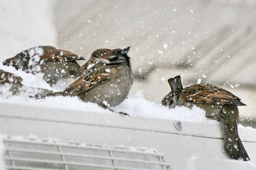 Тамбов первый день весны встретит снегом