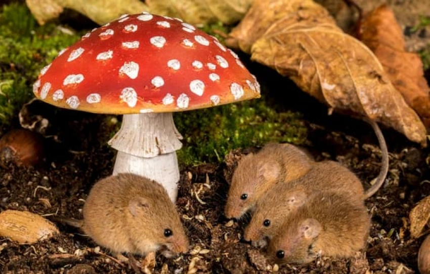 За прошедший месяц в Тамбовской области 22 человека отравились грибами