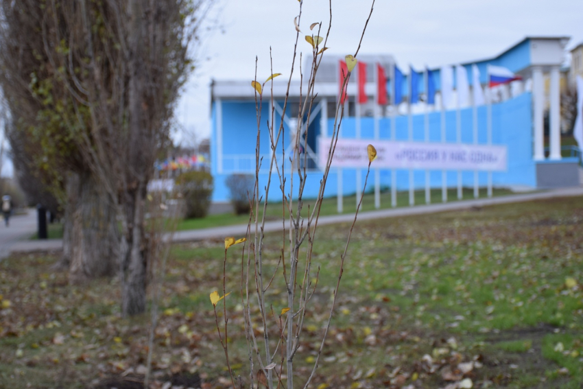 В Тамбове на Советской высадят 385 деревьев к юбилею города