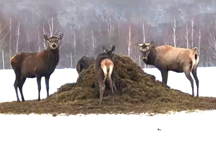 Сотню нетелей благородного оленя купят сосновские фермеры на полученный грант 