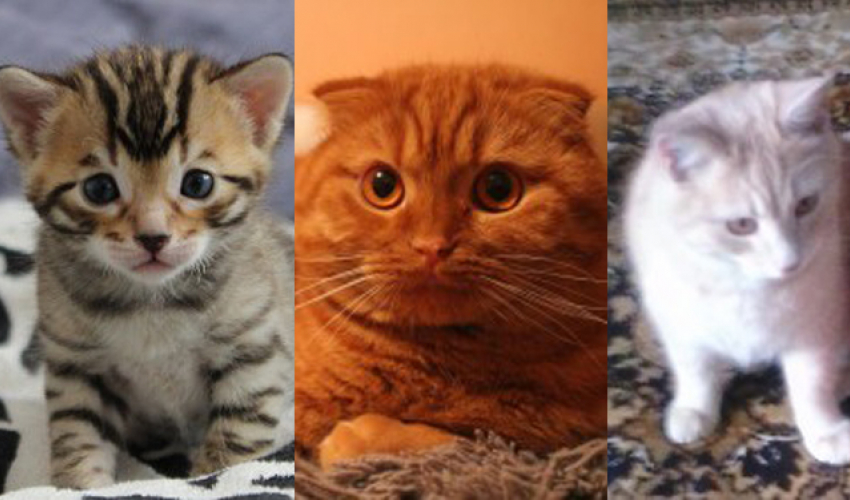Победителями пушистого конкурса «Самый красивый кот-2017» стали Ричик, Саймон и Рыжик