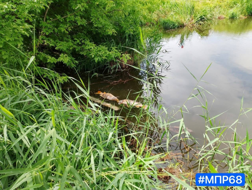В пруду Гудня села Донское вновь сдохла рыба
