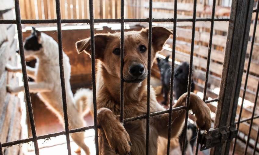 Тамбовские волонтёры и активисты передали лекарства и корм приютам для бездомных животных