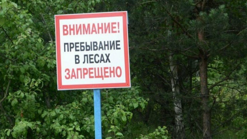 Леса Тамбовской области запрещено посещать до конца лета