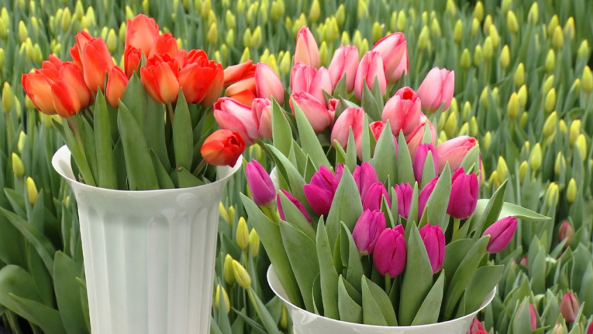 Полмиллиона тюльпанов вырастили в Тамбовской области к 8 марта