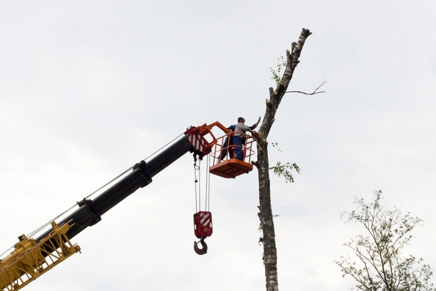 Лесоруб из Раменского порубит тамбовские деревья за 8,5 миллионов