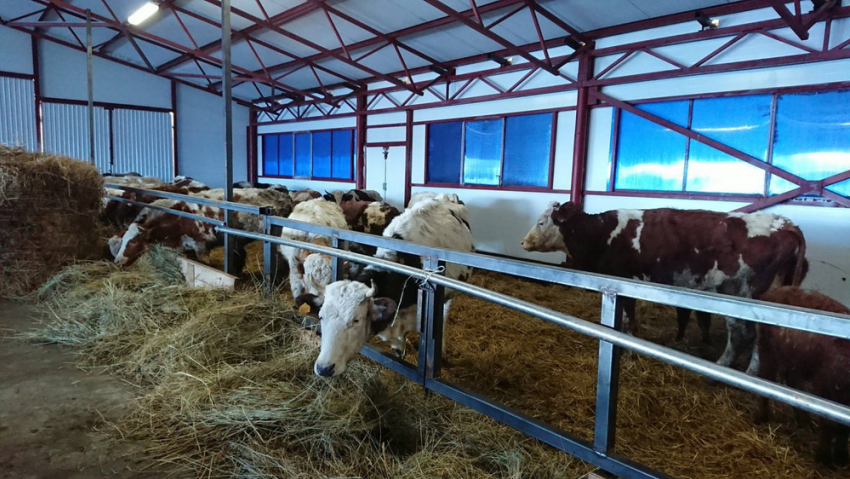 «А много ль корова дает молока?» В Уваровском районе открылась молочная ферма 