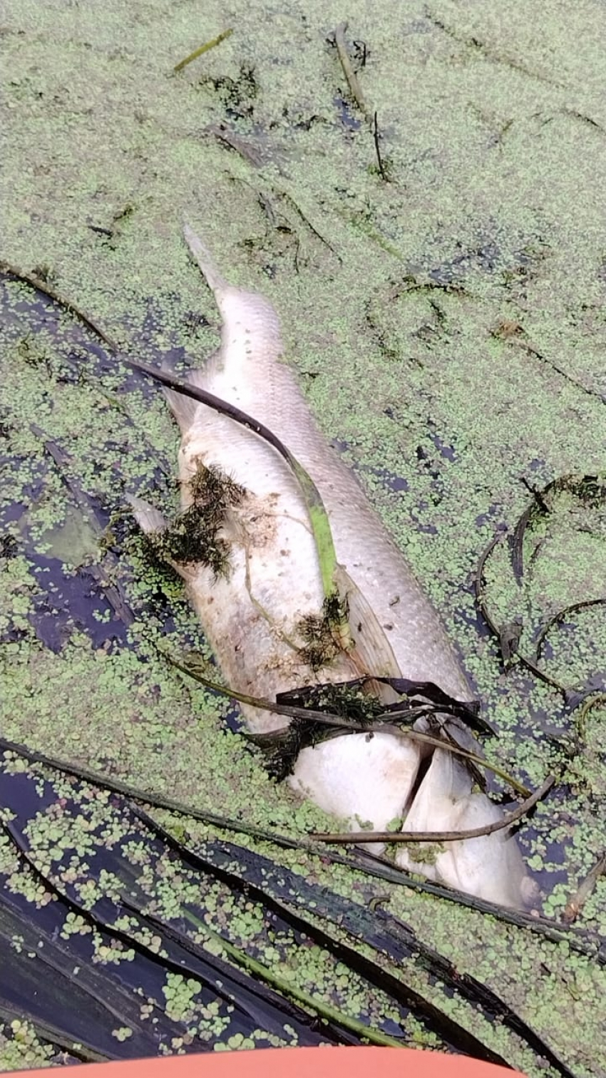 Тамбовские рыболовы сообщают о погибшей рыбе в Цне в районе Перкино