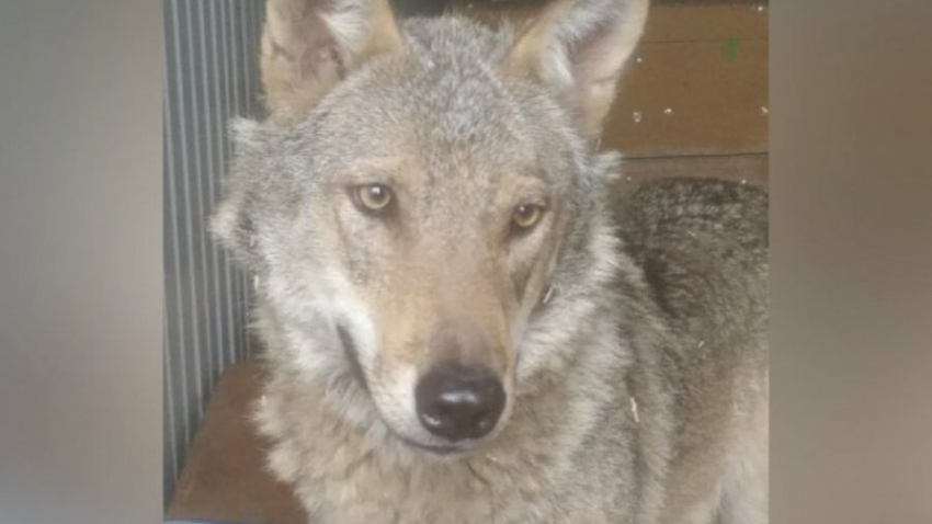 «Сампурский» волк Тайсон остаётся жить в Тамбове