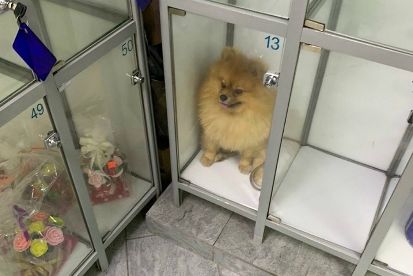 В одном из мини-маркетов на Набережной собаку закрыли в камере для хранения вещей 