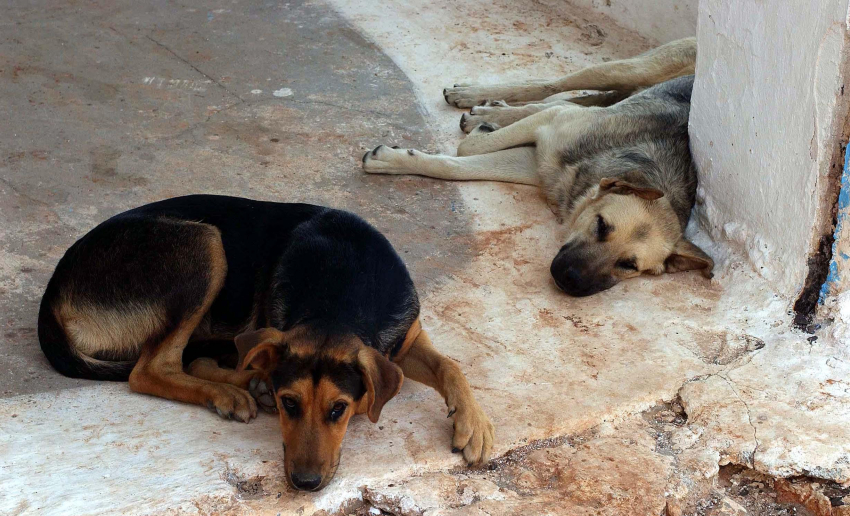 Тамбовские следователи начали проверку жалоб горожан на проблему с беспризорными собаками