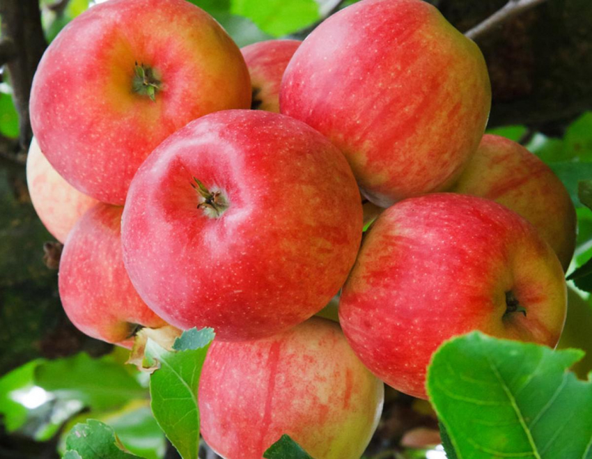 В области начат сбор яблок, больше всего их урожайность в Жердевском районе   